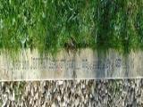 image of grave number 847171